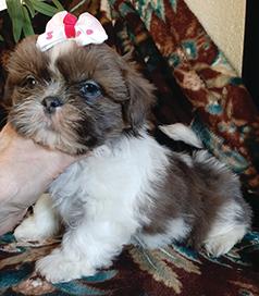DARLING AKC SHIH-TZU FEMALE PUPPY