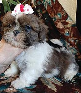 DARLING AKC SHIH-TZU FEMALE PUPPY