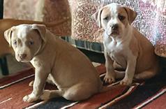 AMERICAN PITBULL PUPPIES