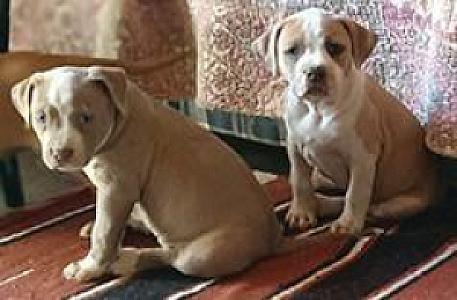 AMERICAN PITBULL PUPPIES