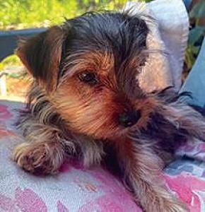 PUREBRED YORKSHIRE TERRIERS