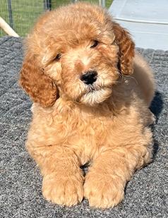 DOODLE PUPPIES