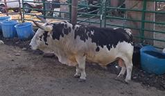 MINIATURE RODEO BULLS