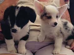 ADORABLE CORGI PUPPIES