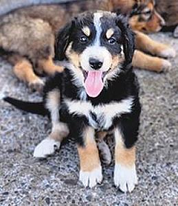 BERNESE MOUNTAIN MIX PUPPIES!