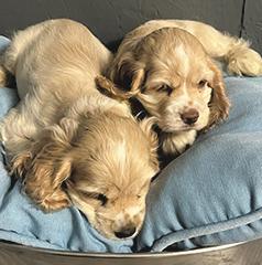 AMERICAN COCKER SPANIEL PUPPIES