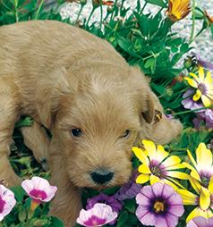 SCHNOODLE PUPPIES
