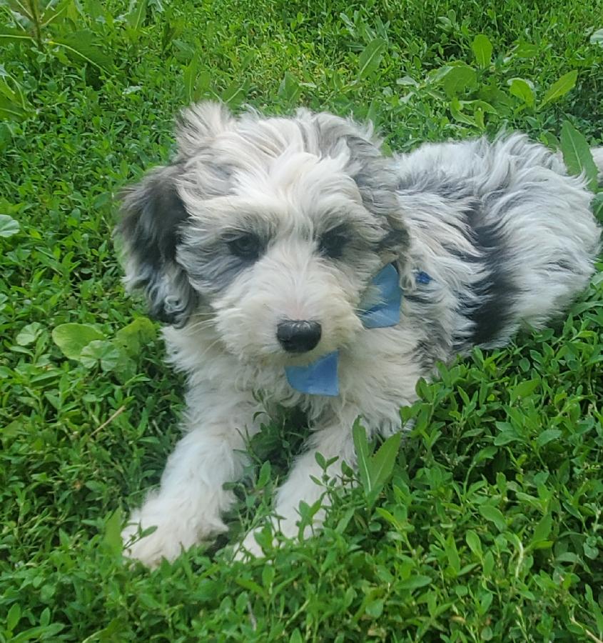 AUSSIEDOODLES