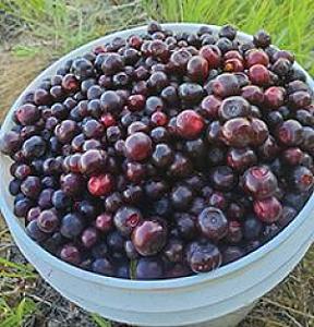 HUCKLEBERRIES