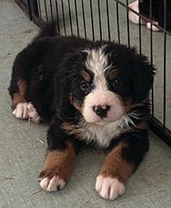 AKC BERNESE MOUNTAIN DOG PUPPIES