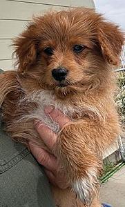 POMAPOO PUPPIES