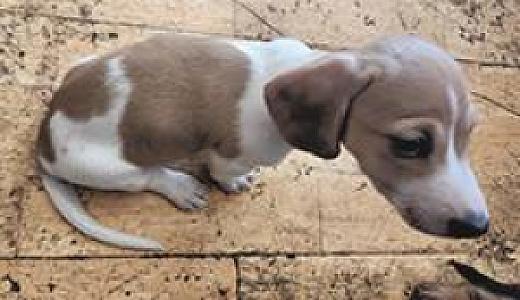AKC MINIATURE DACHSHUND PUPPIES
