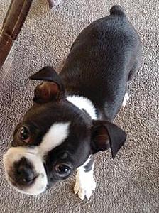 MALE BOSTON TERRIOR 8 WEEKS OLD