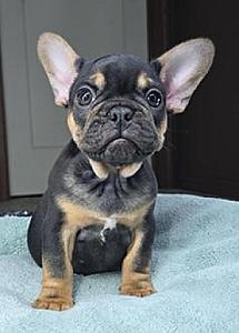 ONE FRENCHIE