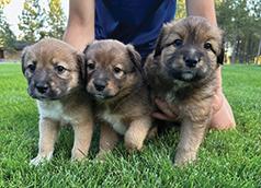 BORDER COLLIE / LAB MIX PUPPIES