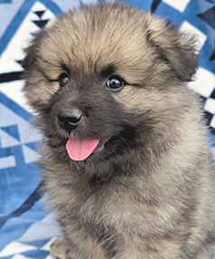 KEESHOND PUPPIES
