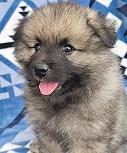 KEESHOND PUPPIES