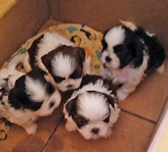 SHIH TZU PUPS $600 AVAILABLE AUGUST 20