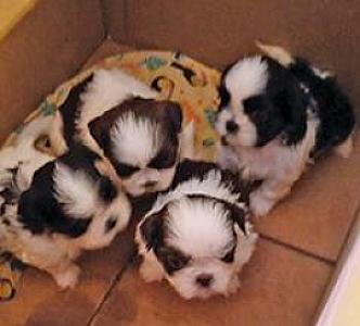 SHIH TZU PUPS $600 AVAILABLE AUGUST 20