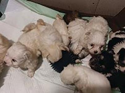 MALTESE MIX PUPPIES