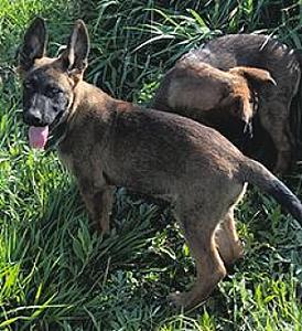 MALINOIS X PUPPIES