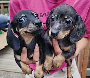 MINI DACHSHUNDS