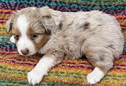 MINIATURE AUSTRALIAN PUPPIES