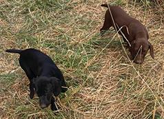 AKC REGISTERED GSP, ONE SOLID LIVER MALE, 