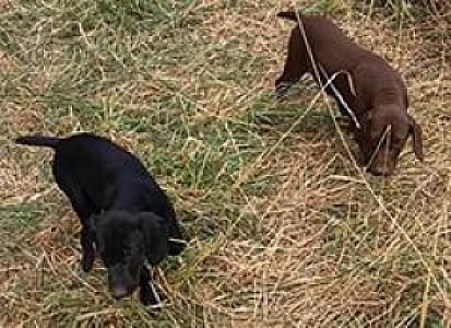 AKC REGISTERED GSP, ONE SOLID LIVER MALE, 