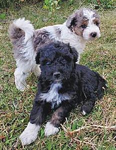 MINI AUSSIEDOODLE LITTER