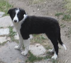 BORDER COLLIE FEMALE PUPPY