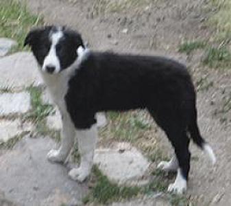 BORDER COLLIE FEMALE PUPPY