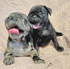 PUG PUPPIES