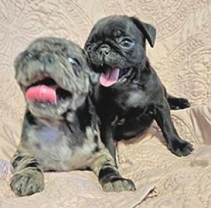 PUG PUPPIES