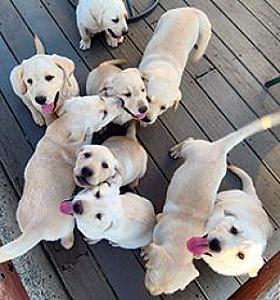 YELLOW LABRADOR RETRIEVER PUPPIES