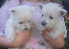 AKC REG. WEST HIGHLAND WHITE TERRIER PUPPIES