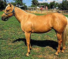 AQHA REG. 2021 PALOMINO MARE 