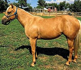 AQHA REG. 2021 PALOMINO MARE