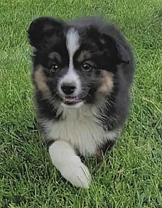 MINI AUSSIE