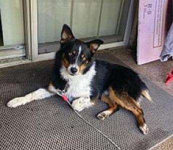 FOR ADOPTION ROSCO 1-1/2 YEAR OLD
