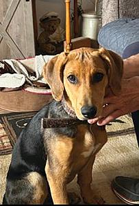 HOUND GERMAN SHEPHERD MIX PUPPY