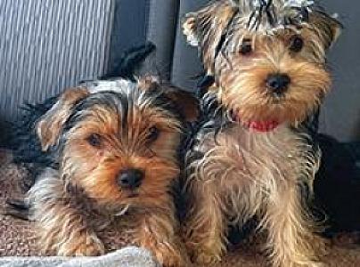 PUREBRED YORKSHIRE TERRIERS