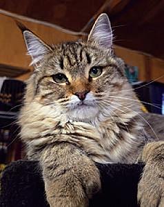 TICA REGISTERED PIXIE BOB KITTENS