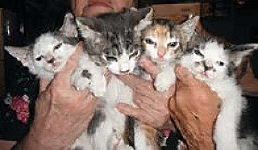 17 SWEET PLAYFUL ADORABLE KITTENS