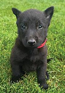 PUREBRED BELGIAN MALINOIS PUPPIES