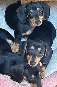 DACHSHUND PUPPIES