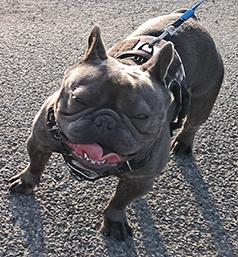 AKC MALE FRENCH BULLDOG