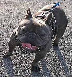 AKC MALE FRENCH BULLDOG