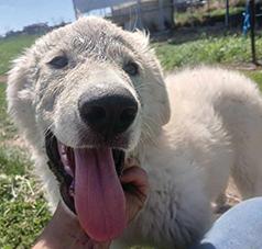 GERMAN SHEPHERD/ GREAT PYRENEES