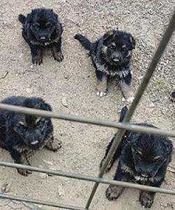 GERMAN SHEPHERD PUPPIES